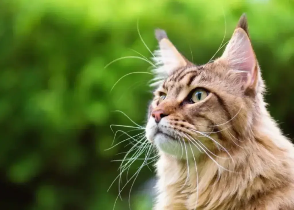 Pet cat ready for relocation during household move