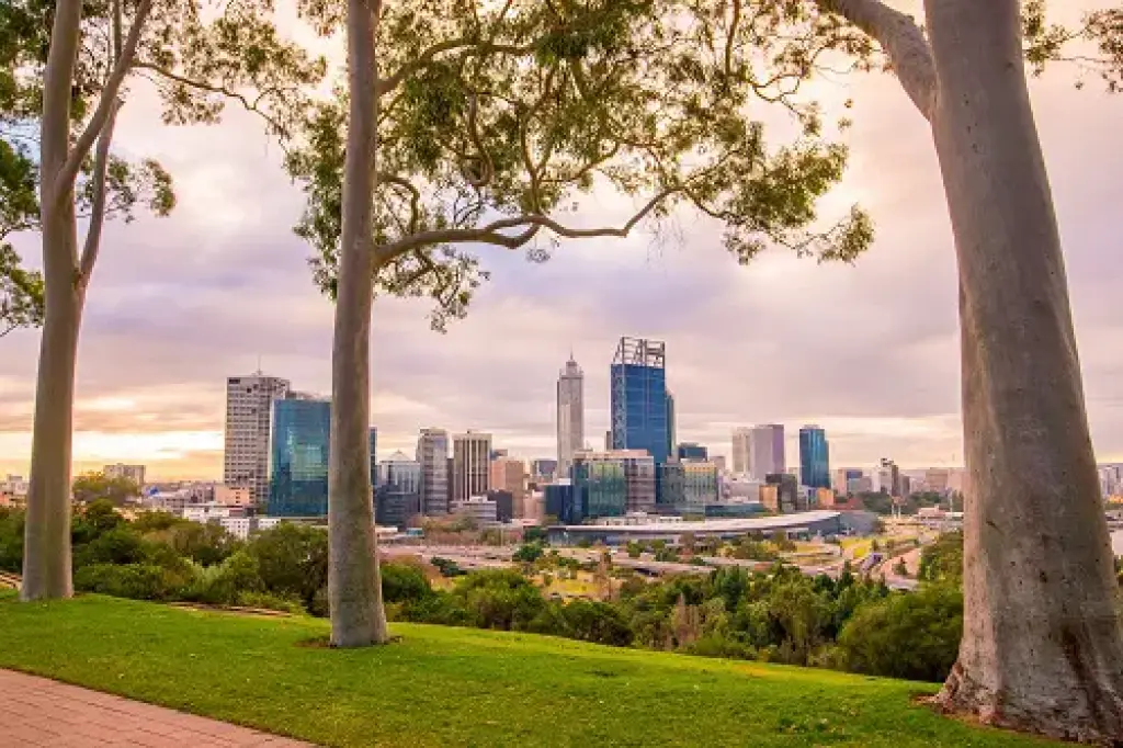 Perth city skyline viewed through eucalyptus trees from Kings Park at dusk