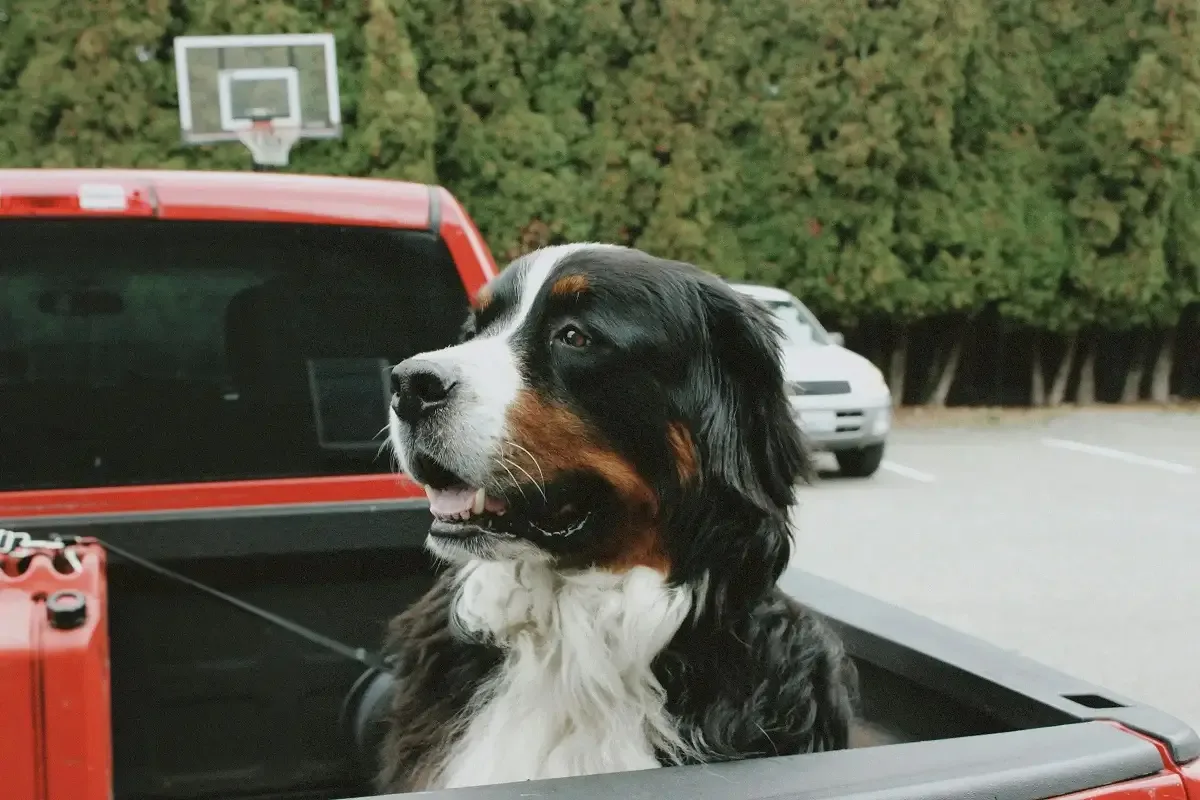 Family dog riding in vehicle during home relocation with Kent Removals & Storage