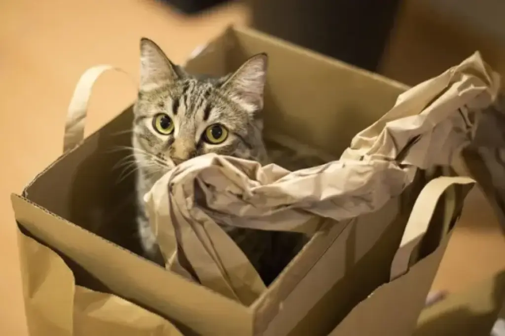 Tabby cat sitting inside a cardboard box with crumpled paper